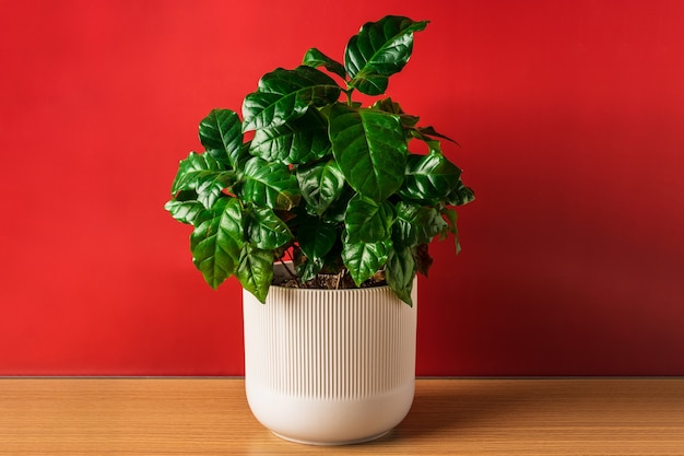 Green plant in a pot on a red