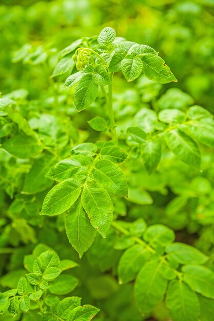 Green plant of potato