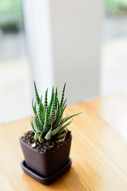 green plant in potted , wooden table with copy space in restaurant