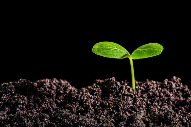 Green plant in soil, close-up view