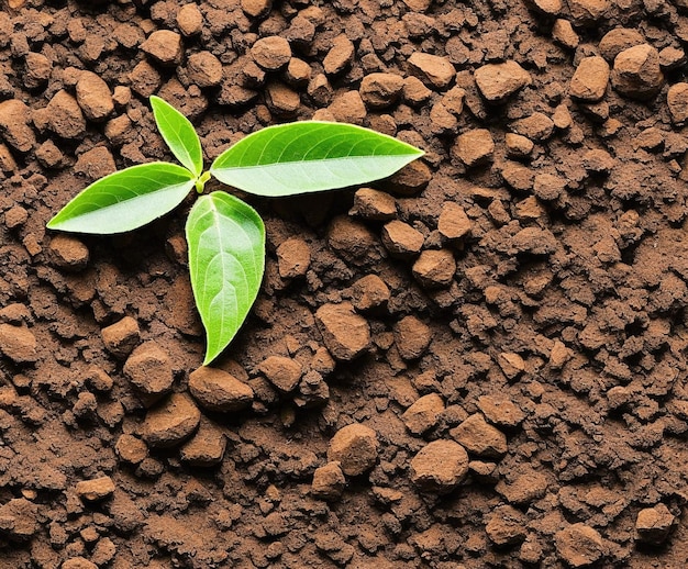 green plant in soil