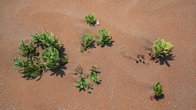 Photo green plant surviving in the desert sand