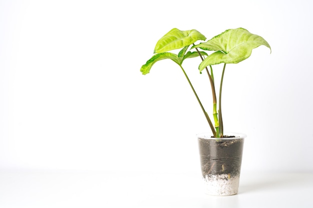 Green plant Syngonium on white background closeup Home plant concept Texture of flower leaves