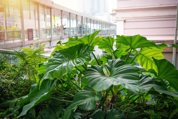 green plant terrace in office