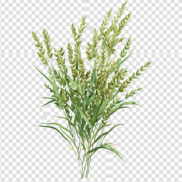 a green plant on a transparent background