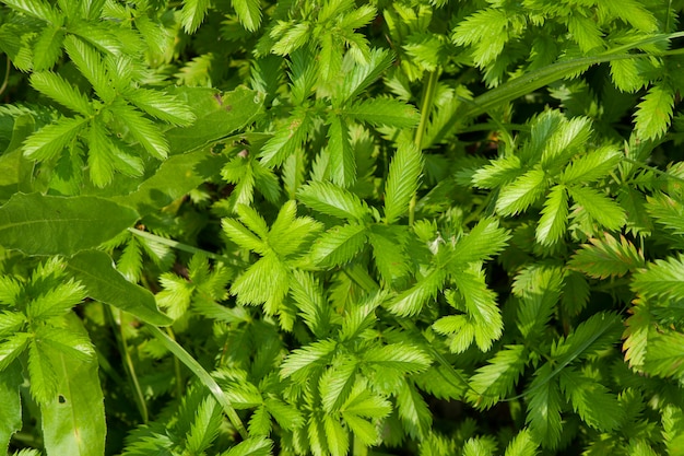 Green plant wall