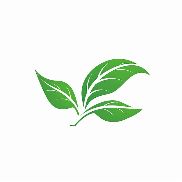 a green plant on a white background