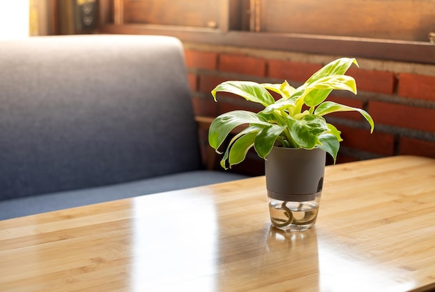 Green plant in a white flowerpot on a modern wooden desk Potted betel plant in a vase on a wooden table