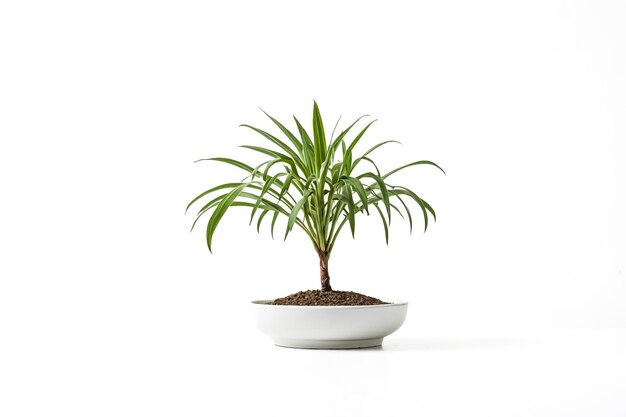 Photo green plant in a white pot against a white background