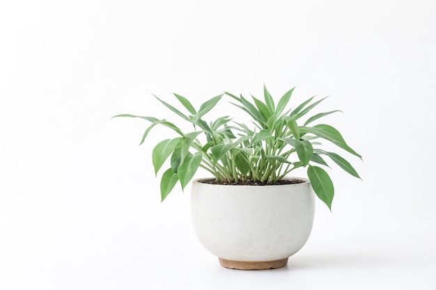 Green Plant in White Pot on White Background