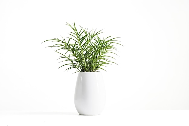 Photo green plant in white pot on white background