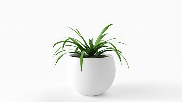 Photo green plant in a white pot