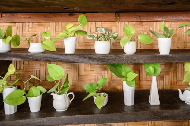 Green plant in white potted decoration on wooden