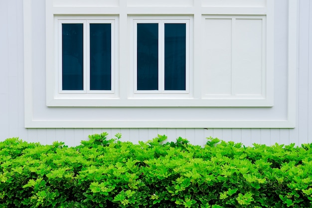 Green plant and white wall