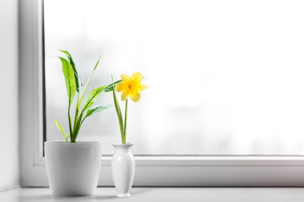 Green plant on the window sill on background