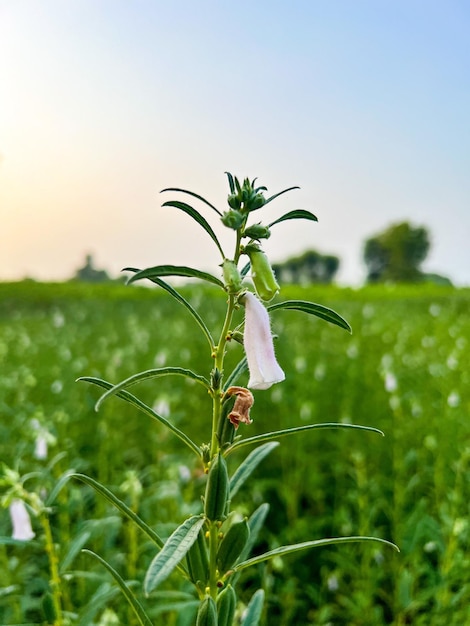 Green Plant With Green Background