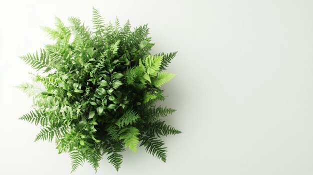 Photo a green plant with green leaves on a white background