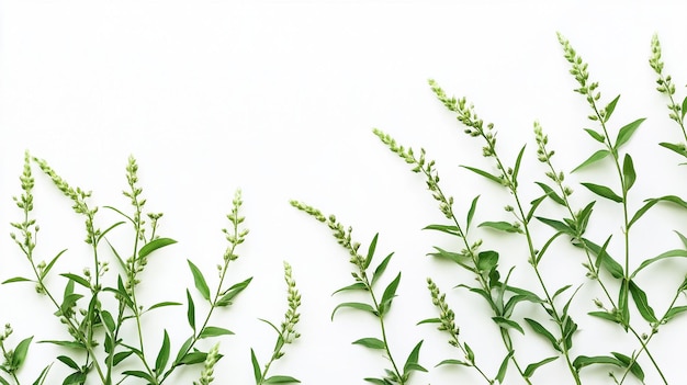 Photo a green plant with green leaves on a white background