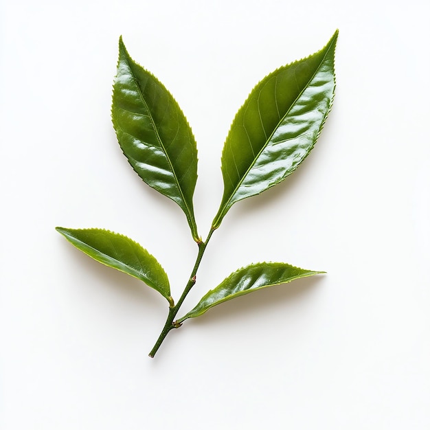 a green plant with leaves that has been sprouting out of it