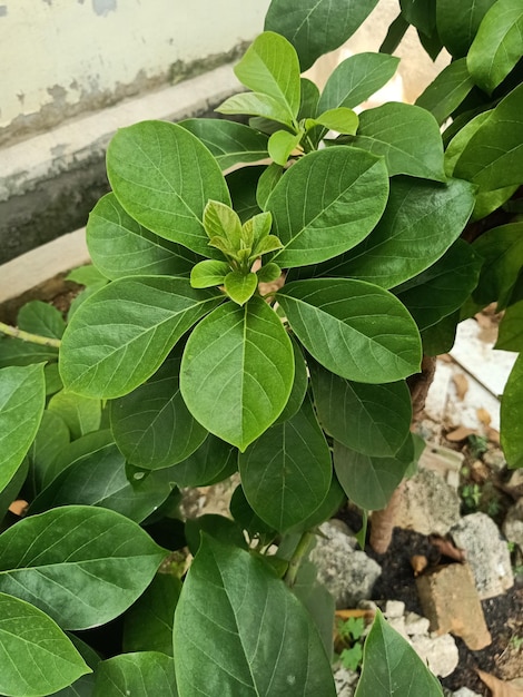 A green plant with leaves that have the word " on it. "