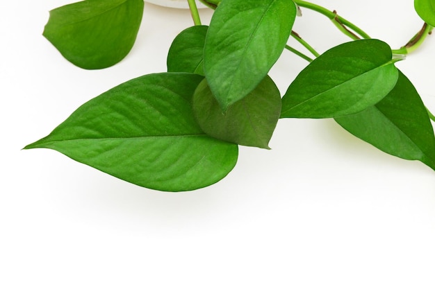 A green plant with leaves that say'green'on it