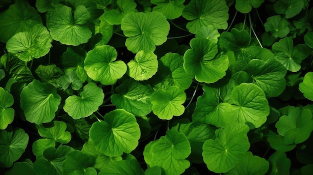 A green plant with leaves that say'green '