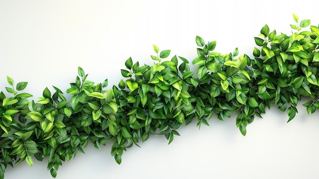 a green plant with lots of green leaves