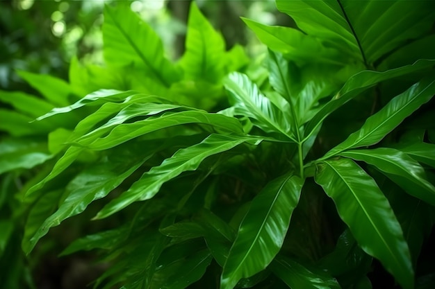 A green plant with many leaves is in the forest.