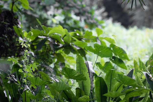 A green plant with many leaves and a light on it