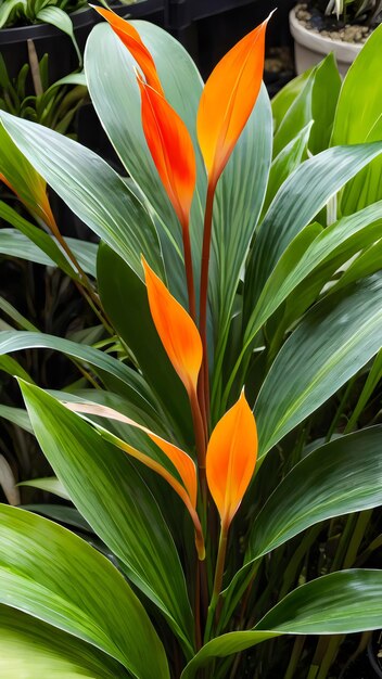 green plant with orange and yellow leaves