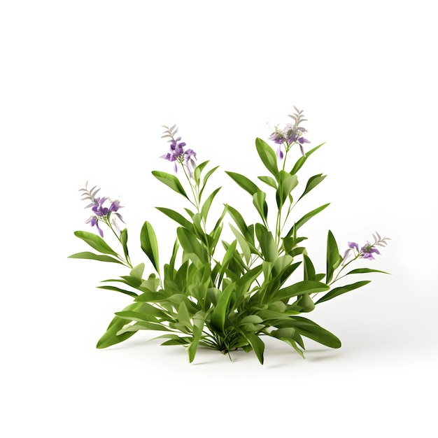 A green plant with purple flowers and green leaves