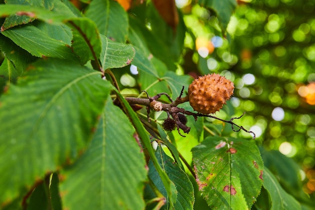 Green plant with spiky tree seed or nut on end of leafy branch in nature on summer day