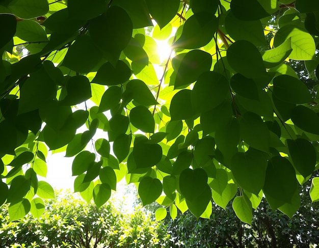 Photo a green plant with the sun shining through the leaves