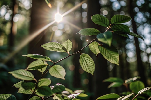 a green plant with the sun shining through the leaves