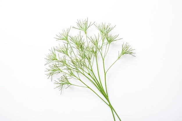 Green plant with white background