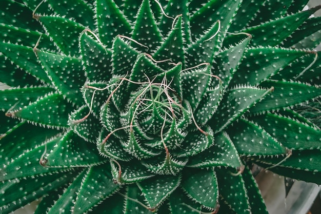 A green plant with a white center and a white center.