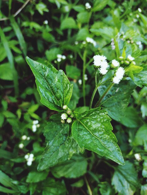 A green plant with white flowers and the white flowers on it