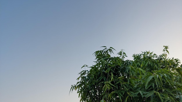 A green plant with the word mango on it