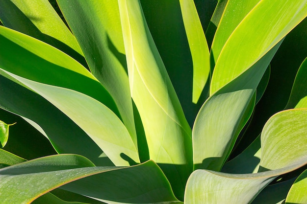 Green plant yucca or Tree of Life