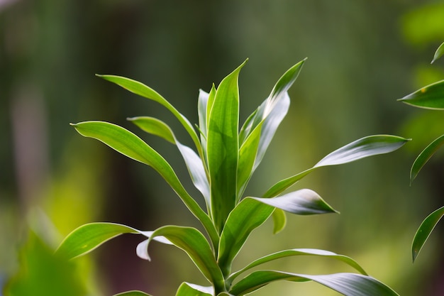 Green plant 