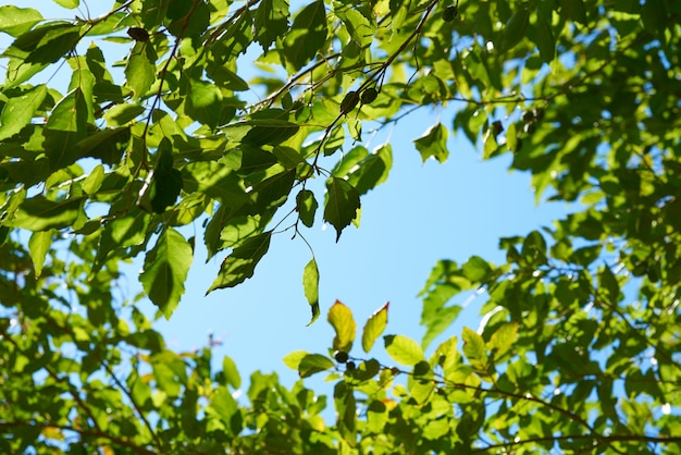 Green plants background