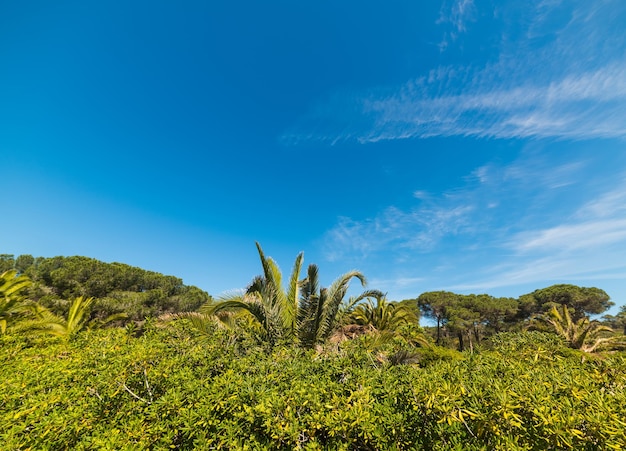 Green plants under a blue sky