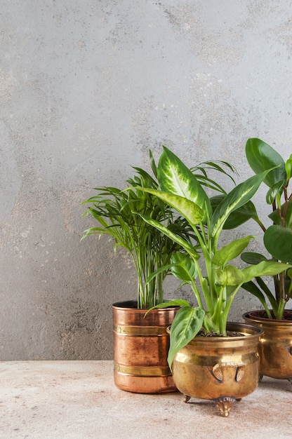 Green plants in brass and copper flower pots 