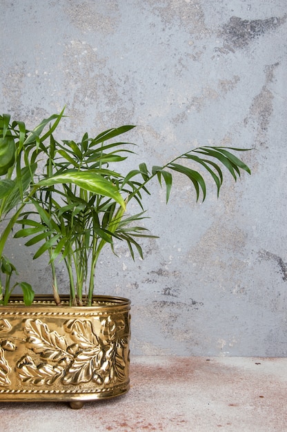 Green plants in brass vintage flower pot 