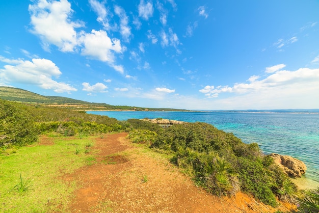 Green plants by the sea in Sardinia Italy