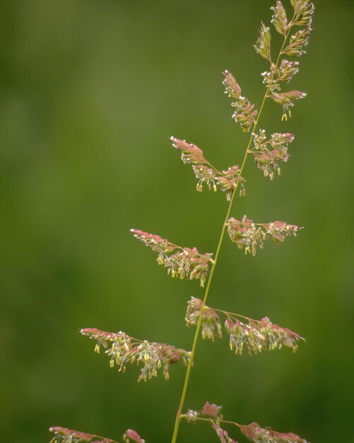 Photo green plants close view background natual plant