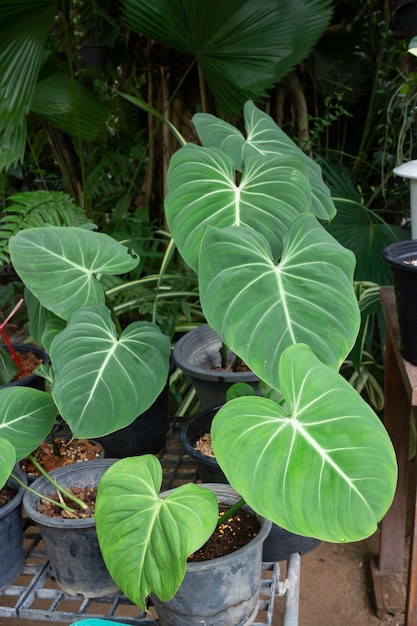 Green plants feel fresh surroundings 