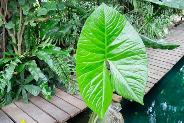 Green plants feel fresh surroundings 