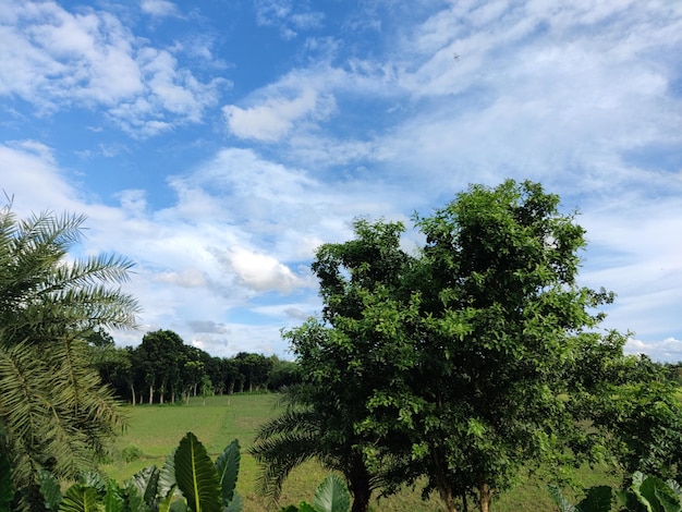 Green plants field under white clouds and blue sky.