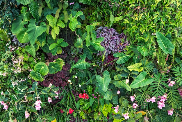 Green plants and flower background.